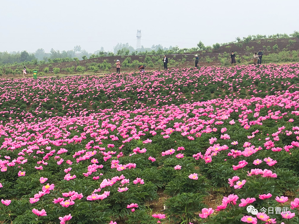 4月23日相约京山曹武花台山赏绝美芍药花海观音乐焰火晚会