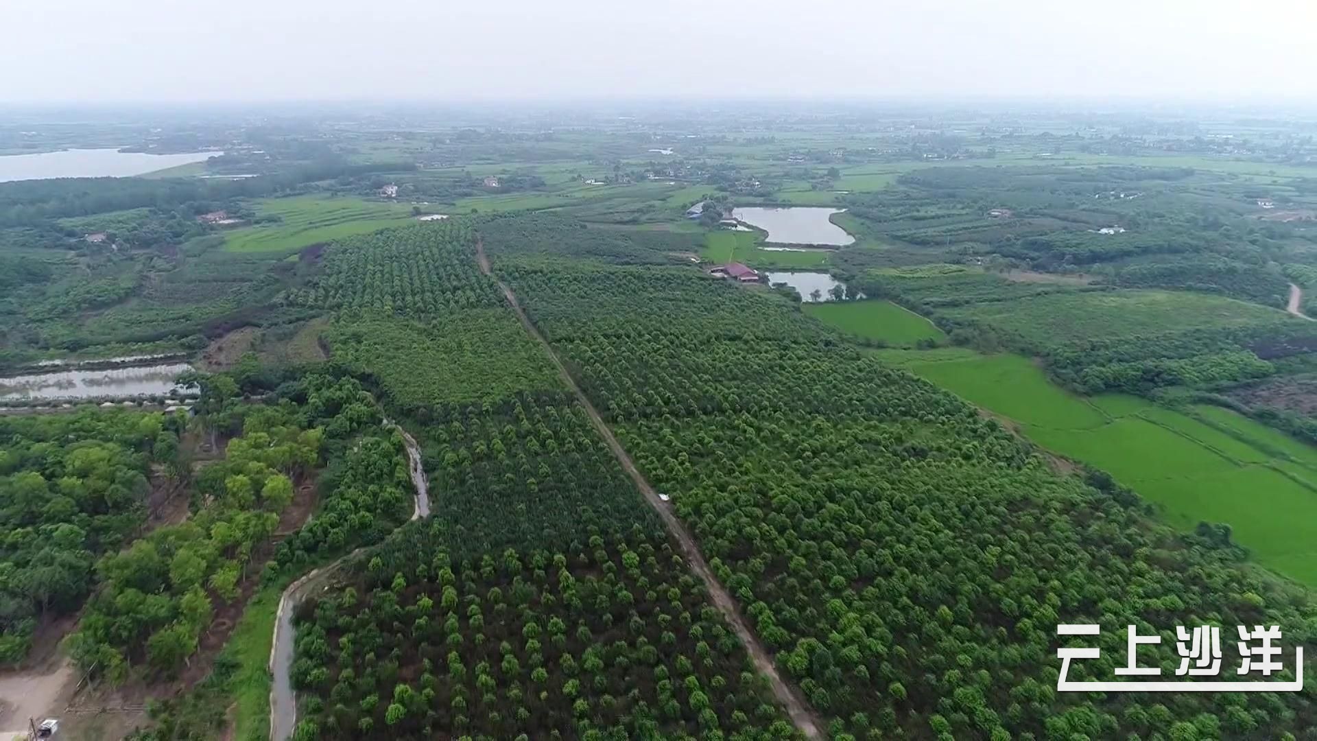 沙洋:花卉苗木产业 铺就生态致富路_长江云 - 湖北网络广播电视台官方
