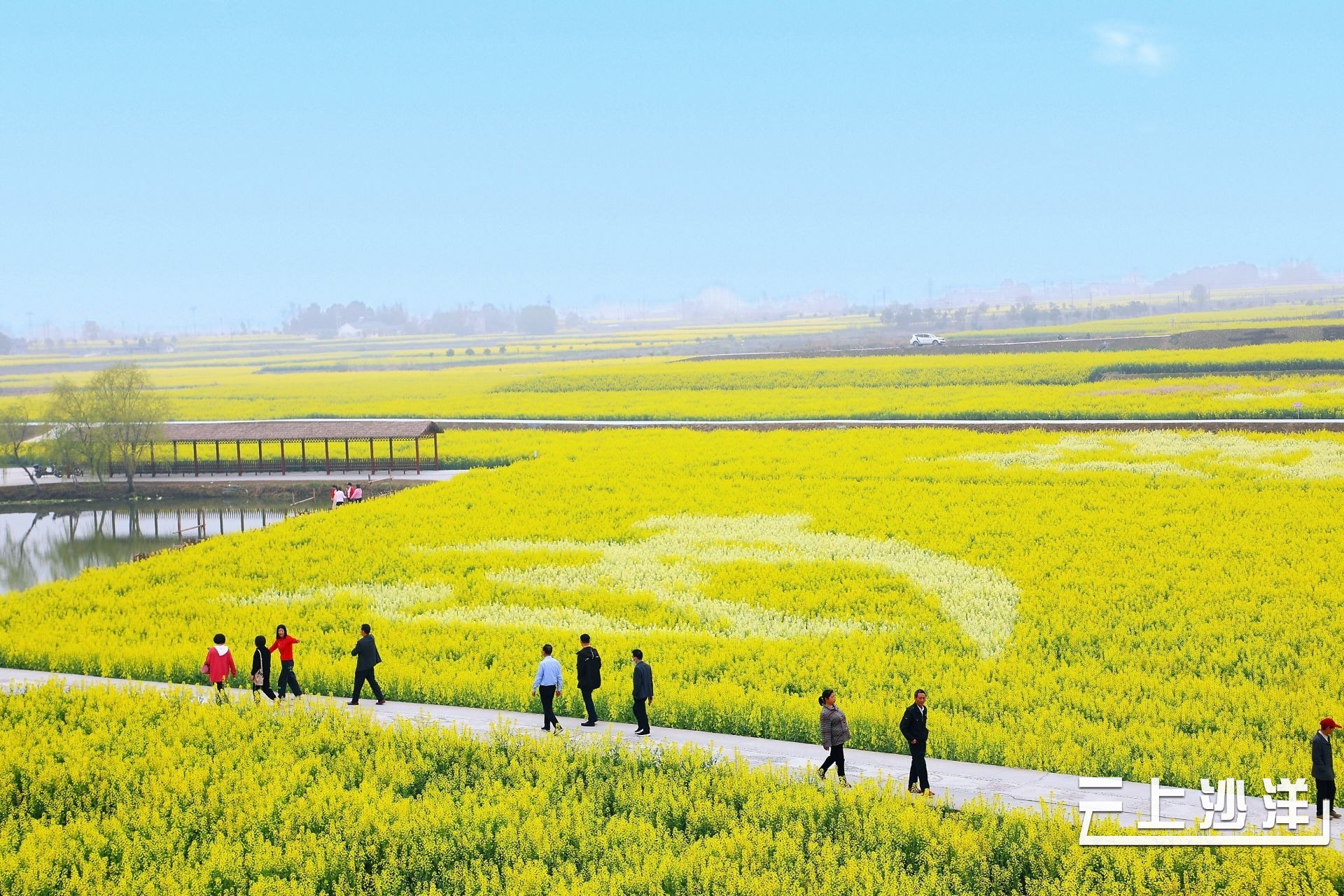 荆门张池村油菜花图片