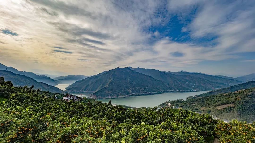 秭归是中国脐橙之乡春有伦晚夏有夏橙秋有早红