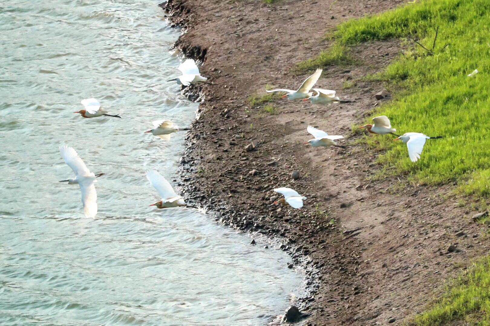 王罡/摄6月24日,在三峡水库秭归县郭家坝镇童庄河湖汊王家岭村消落 