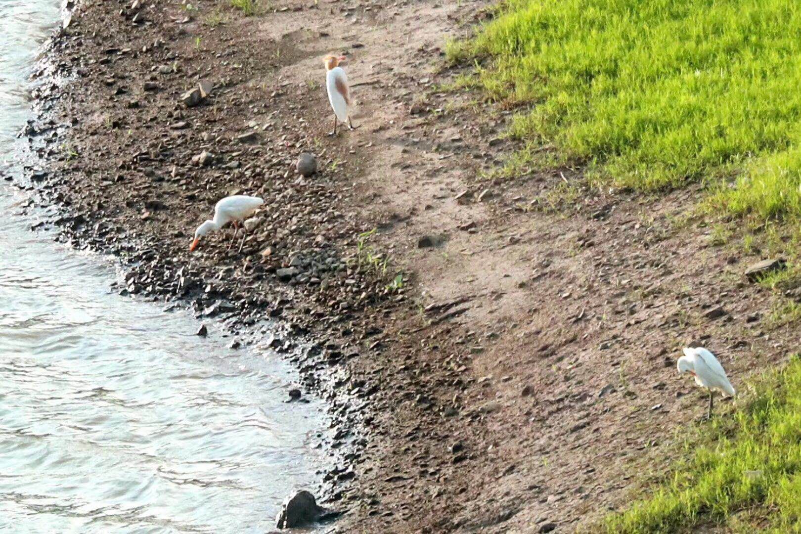 6月24日,在三峡水库秭归县郭家坝镇童庄河湖汊王家岭村消落带,村民