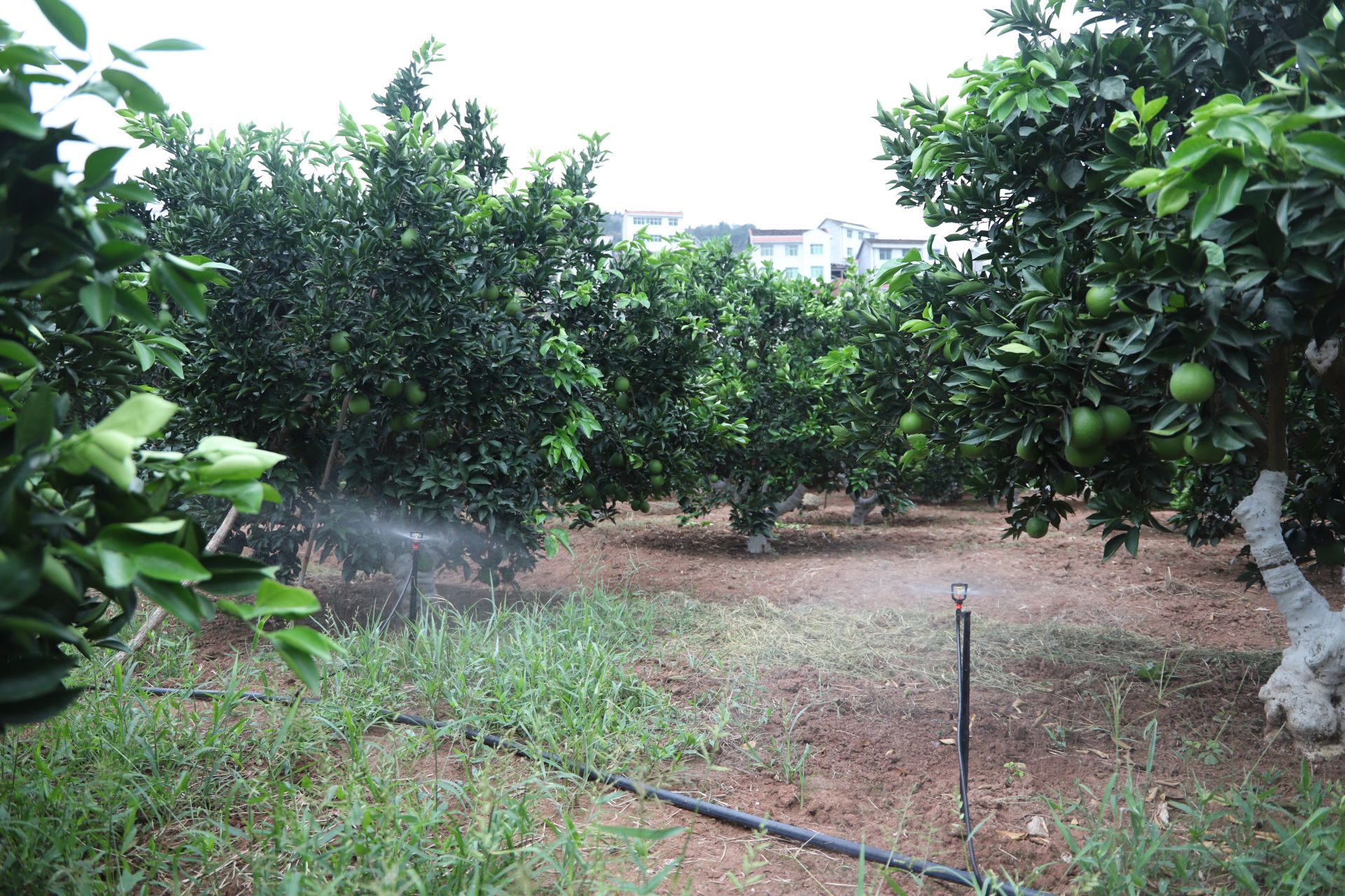 图丨田间低位喷灌图丨喷灌后的柑橘树得以恢复