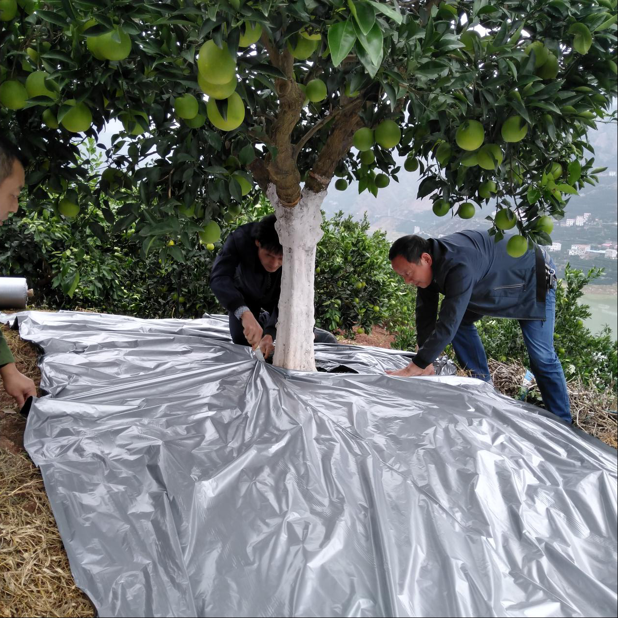 图丨县特产技术推广中心柑橘技术团队为柑橘园铺设反光膜果园铺设反光