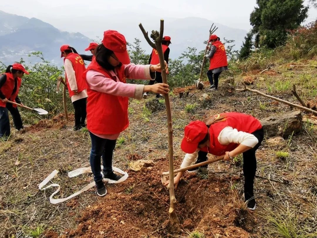 注意咯,快回秭归老家种树啦!
