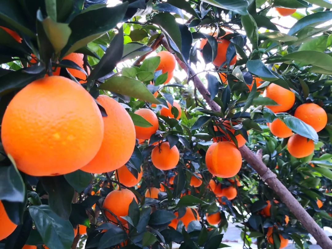 秭归柑农柑子种得好给你奖辆车