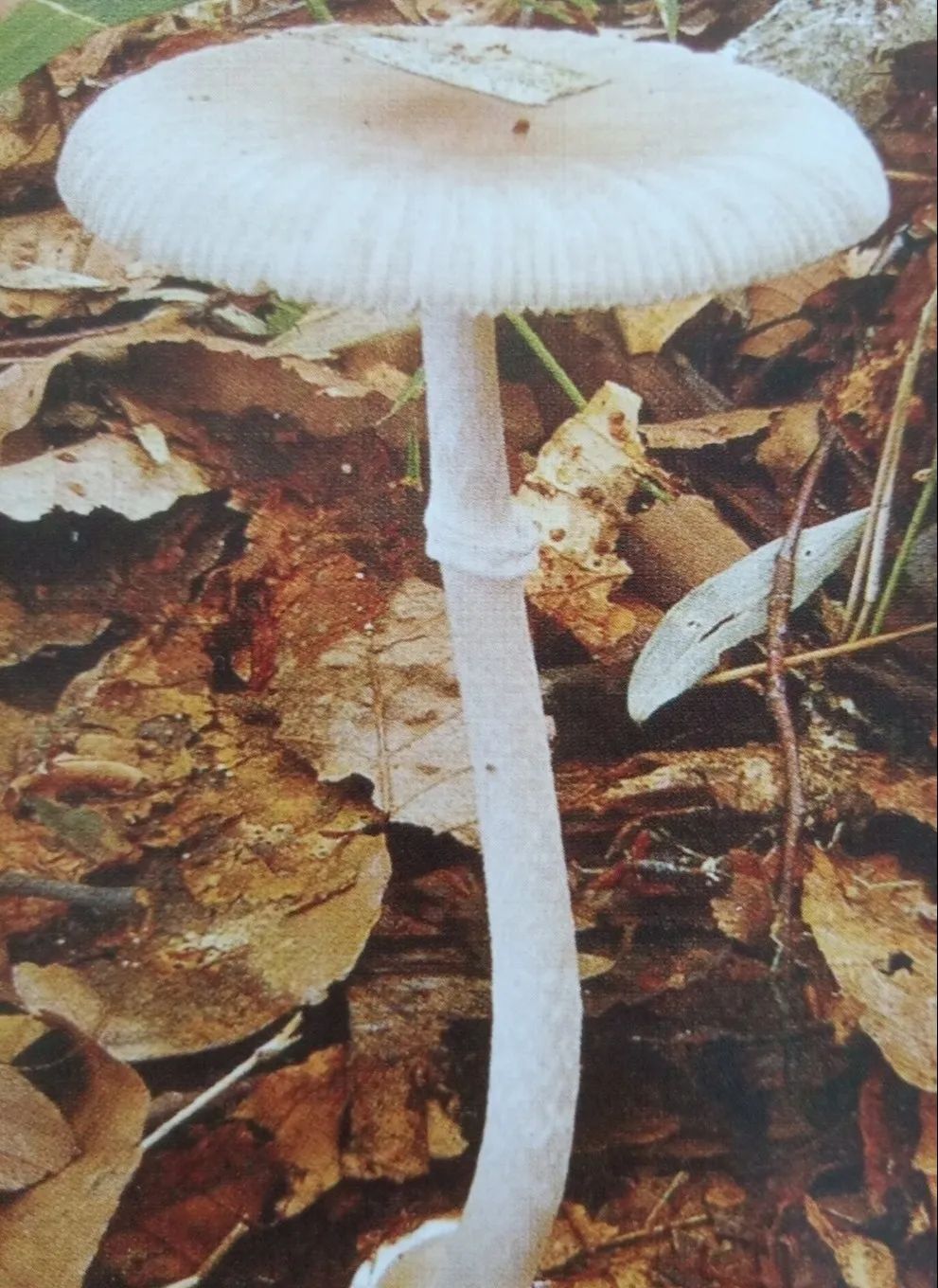 环斑褶菇图片