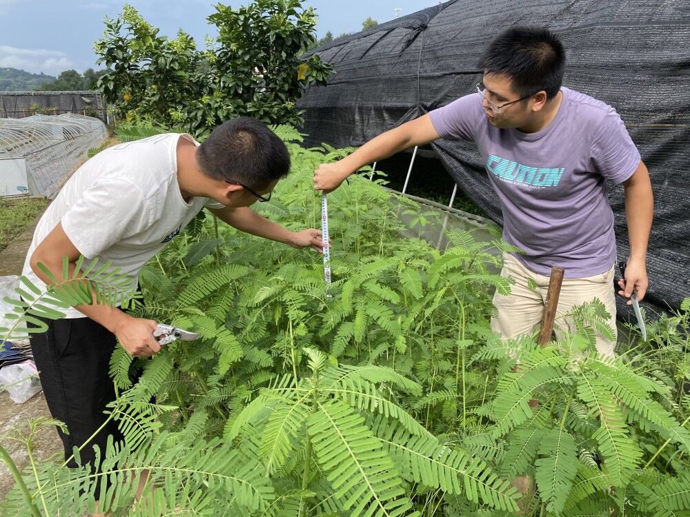 夏季绿肥品种实验验收竹豆适宜夏季种植