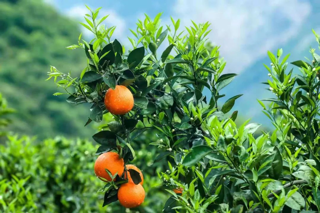 宜昌真秀美秭归中国脐橙之乡