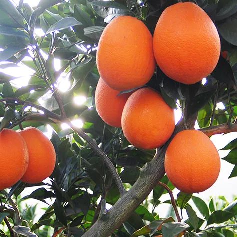 世界上四季鲜橙的最佳产地居然是大诗人屈原的家乡