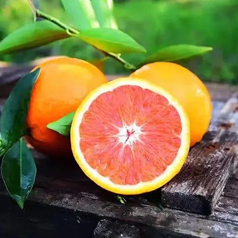 世界上四季鲜橙的最佳产地居然是大诗人屈原的家乡