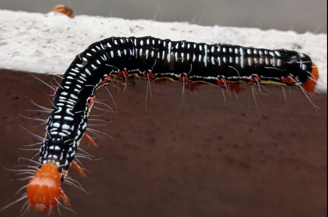 苎麻夜蛾防治指导意见