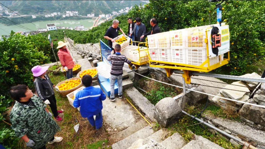 秭归脐橙有数发展