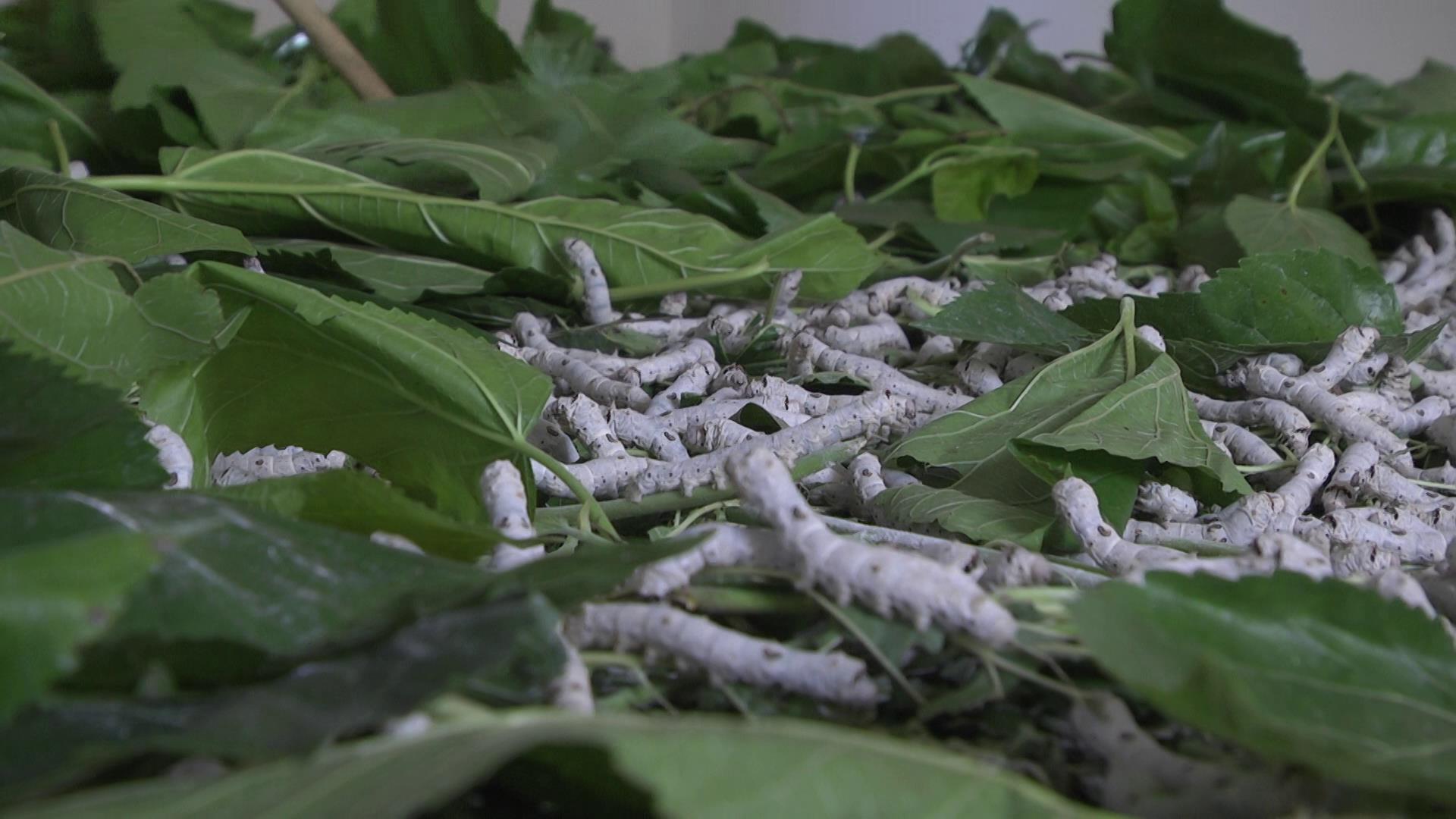 村和优良蚕种养殖基地,合作社养四季蚕,分为春蚕,夏蚕,秋蚕和晚秋蚕