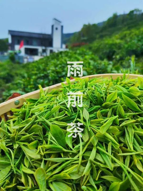 今日谷雨大美天池山雨前茶采摘正当时