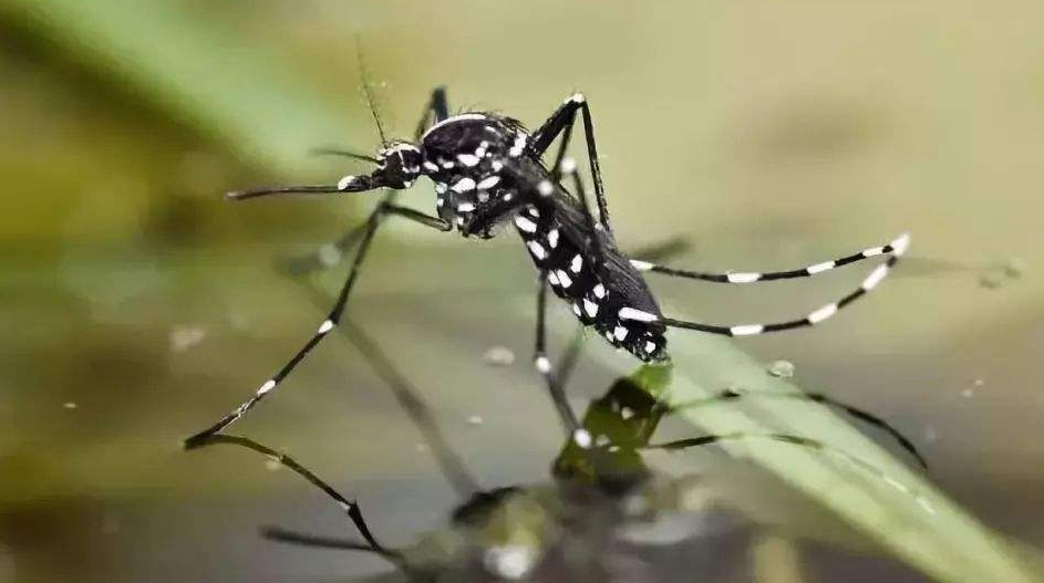 小心这种花脚蚊子可致急性传染病