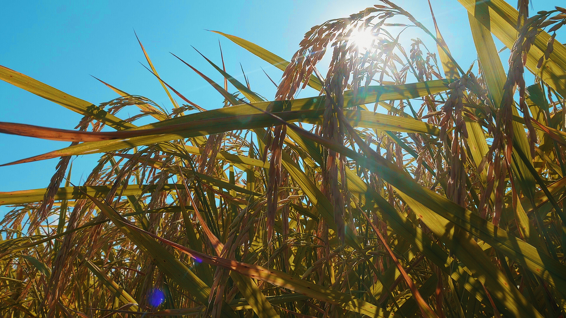 金秋时节,稻穗飘香.在湖北省襄阳市南漳县,水稻已呈现最喜人的