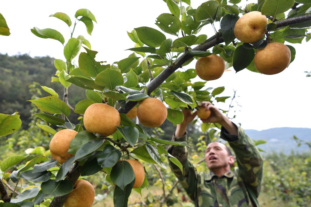 在徐家堰村梨园基地内,金灿灿的黄金梨挂满枝头,个个圆润饱满,颇为