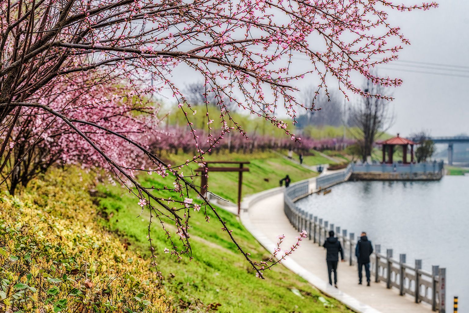 楚楚动人湖北南漳湿地公园春色浓