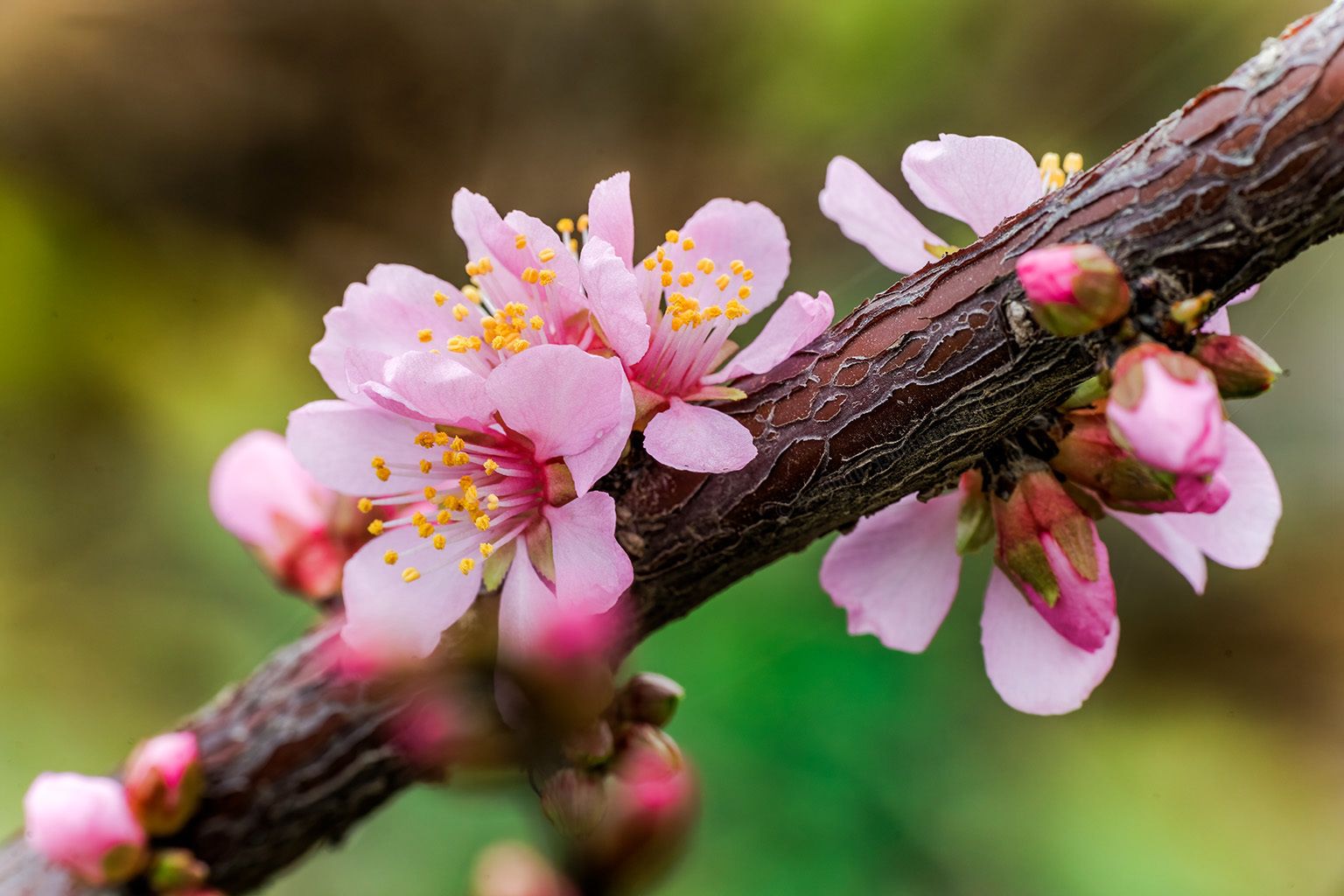 楚楚动人湖北南漳湿地公园春色浓