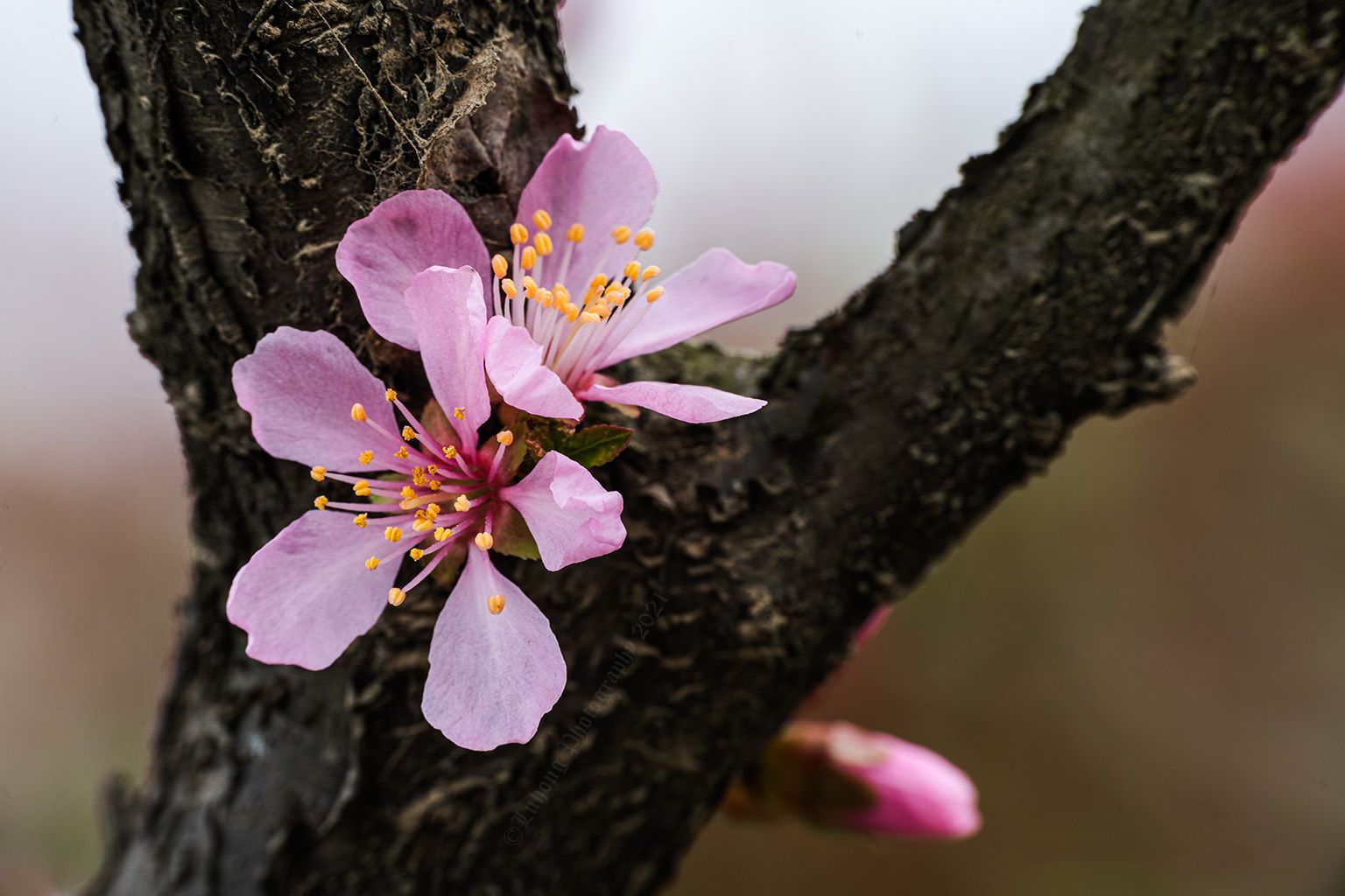 楚楚动人湖北南漳湿地公园春色浓
