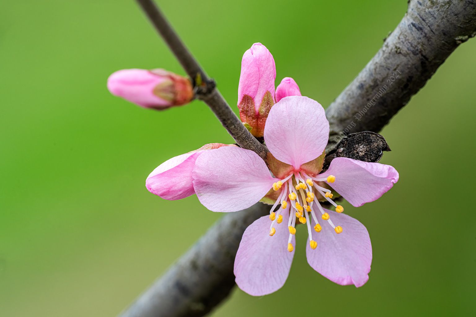 楚楚动人湖北南漳湿地公园春色浓