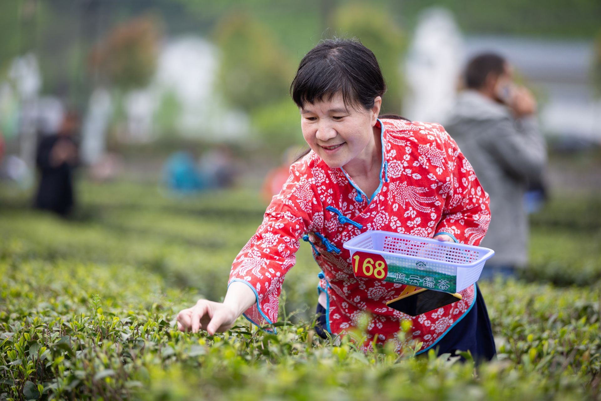 湖北南漳有機茶文化旅遊節開啟茶香之旅