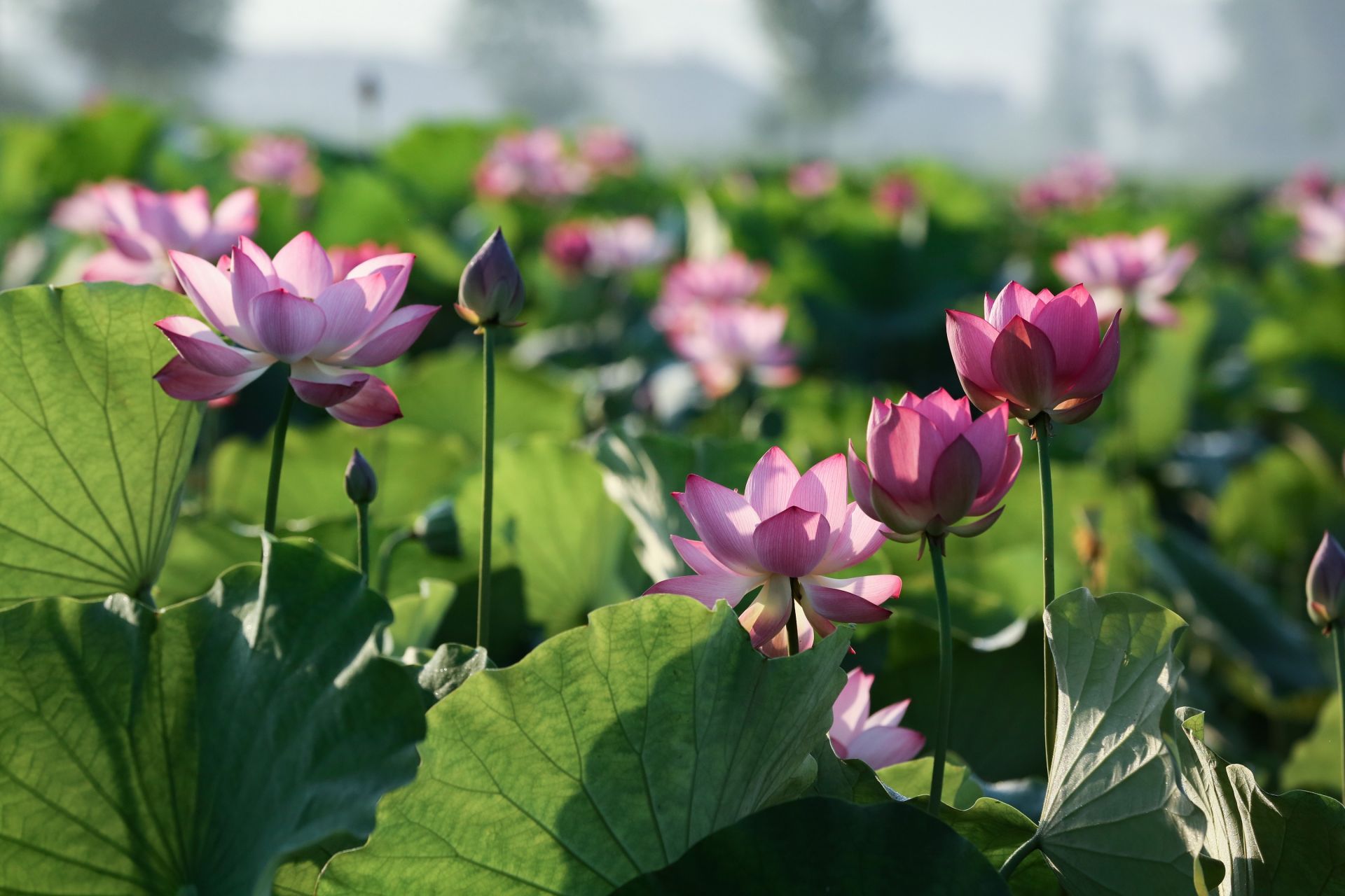楚楚动人湖北南漳约一朵荷花看一池芳华