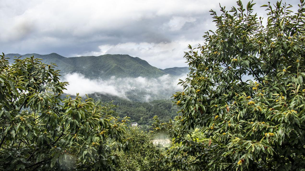 初秋時節,在湖北省南漳縣李廟鎮天池山,成片的板栗林上掛滿了一簇簇長