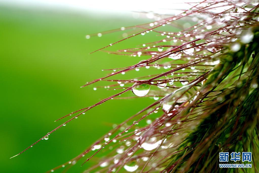 热点关注沪郊田野雨中趣