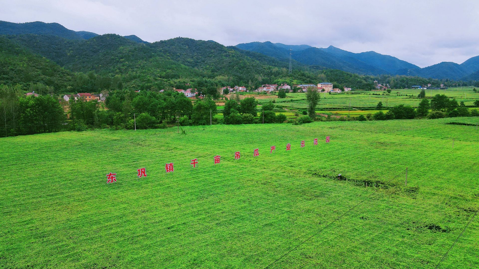 金秋時節,走進湖北省襄陽市南漳縣東鞏鎮千畝吊瓜產業基地,綠色的枝蔓