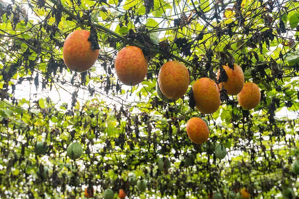 湖北南漳小吊瓜引领乡村致富路