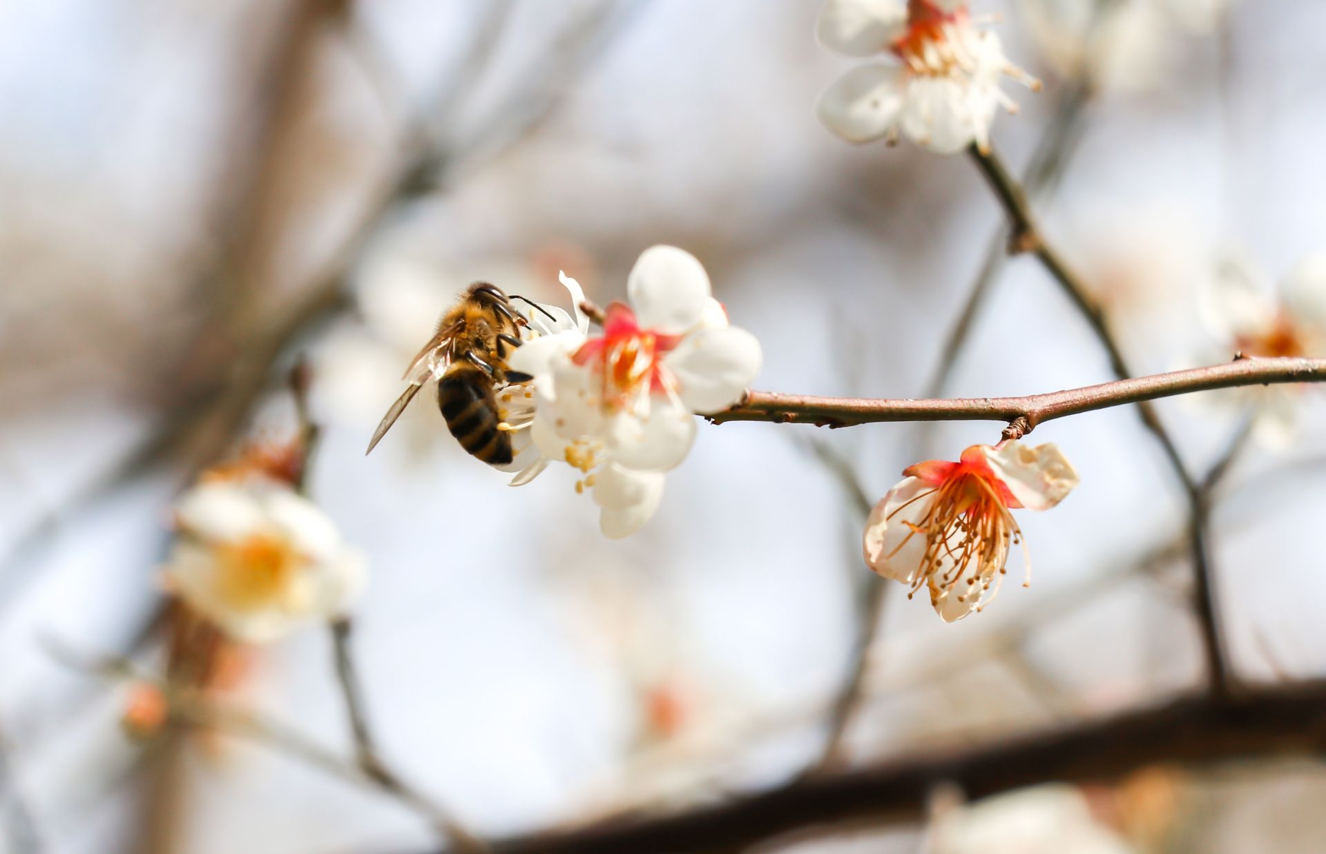 青山绿水湖北南漳春暖花开时蜜蜂采蜜忙