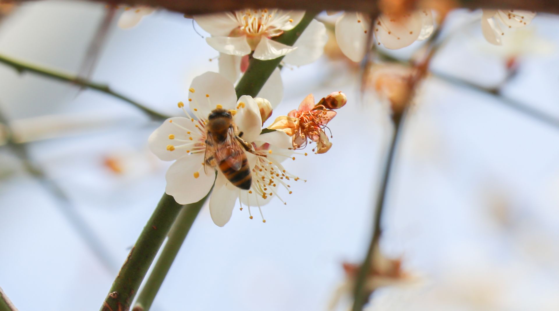 青山绿水湖北南漳春暖花开时蜜蜂采蜜忙