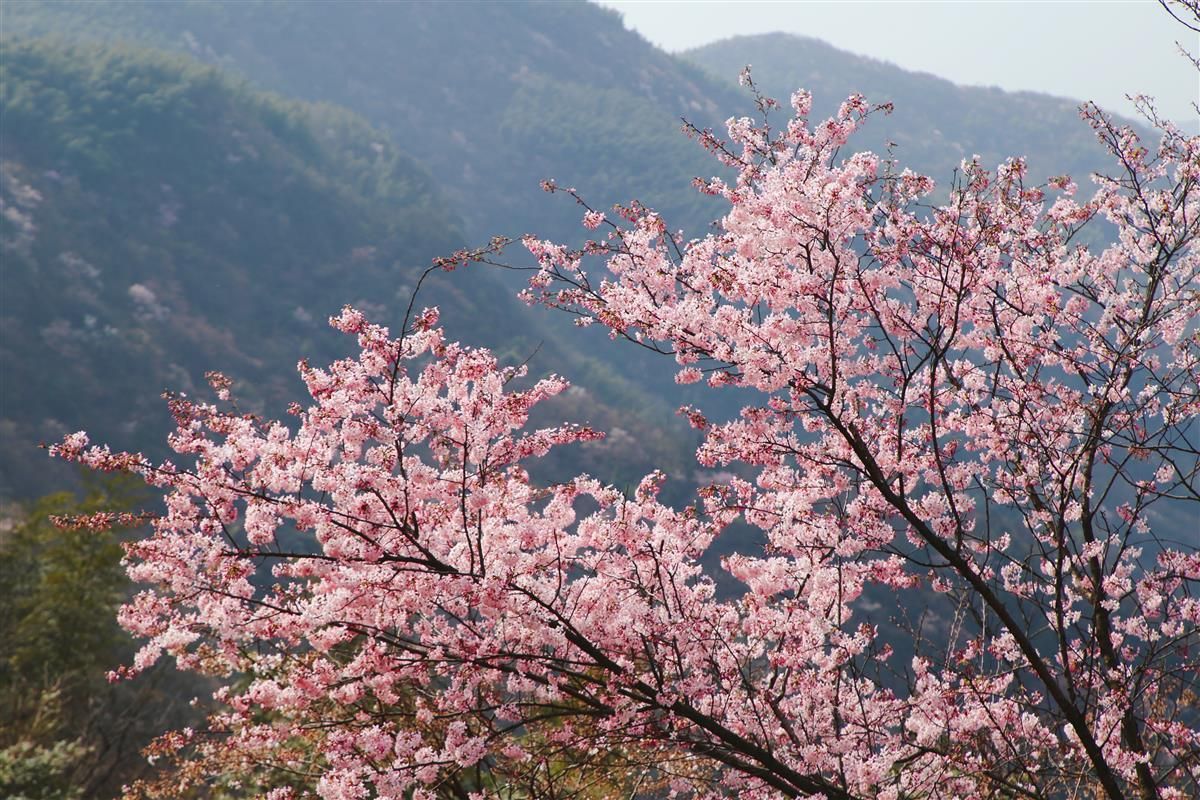 满山的野樱花图片