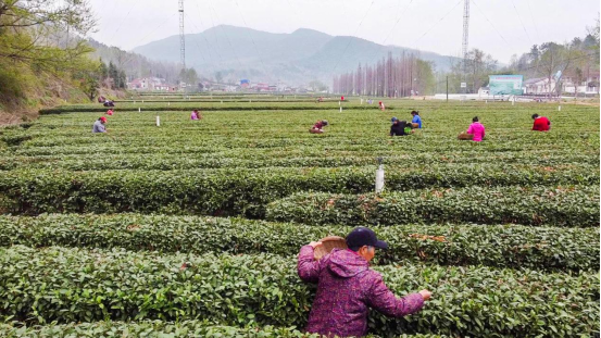 湖北南漳春茶吐新芽茶農忙採摘