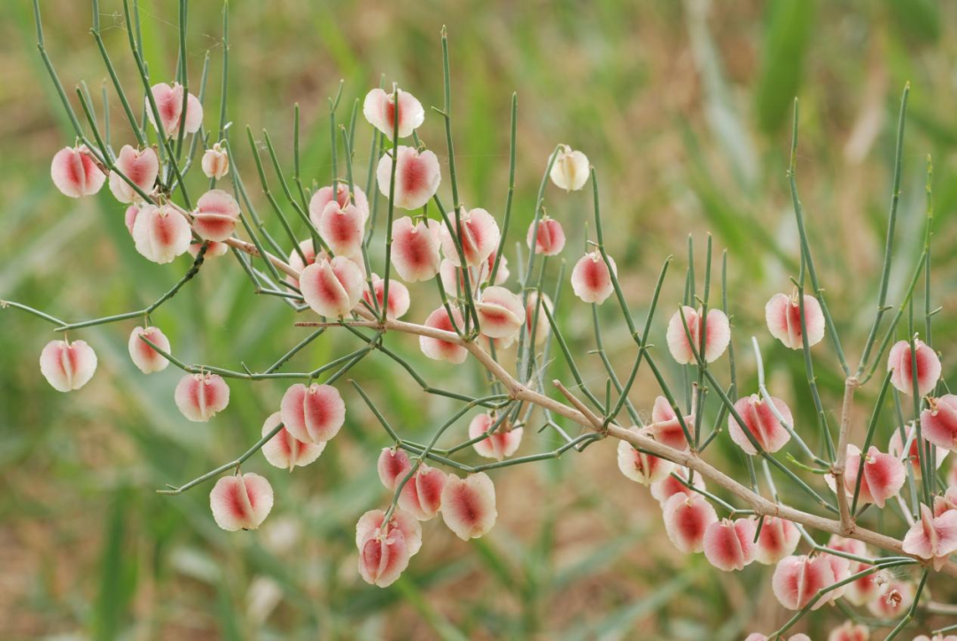 【热点关注】它是防风固沙的先锋植物,是荒漠区生态建设的重要贡献者
