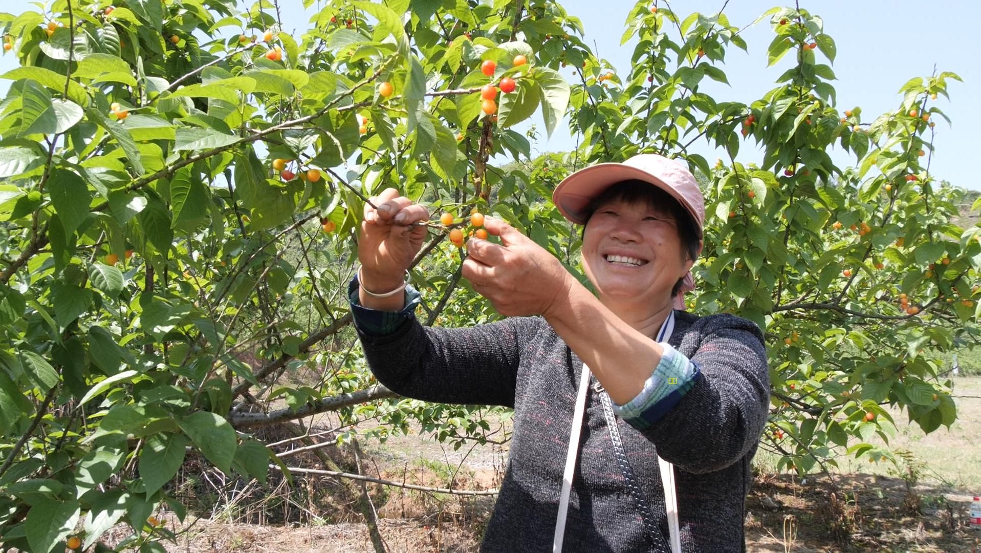大山村樱桃谷占地面积约1200多亩,独特的地理环境,造就了这里的樱桃