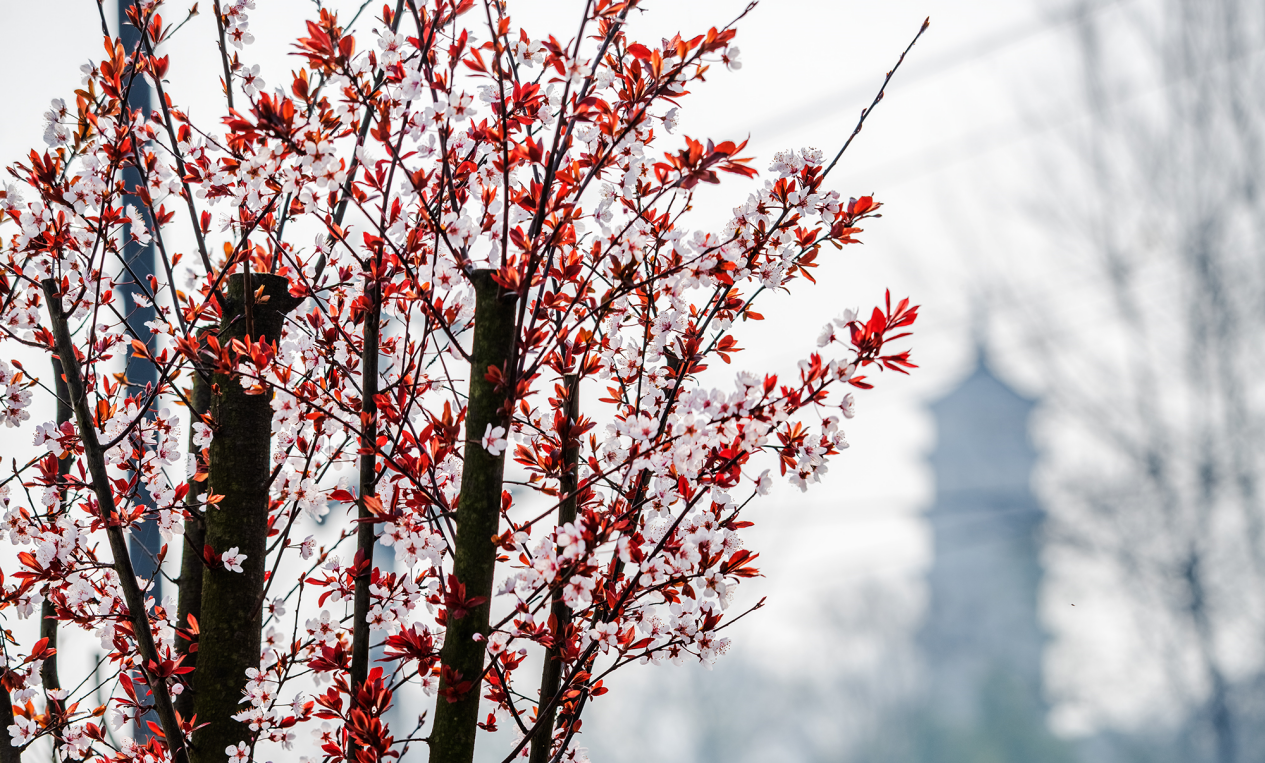 红李子树开花图片图片