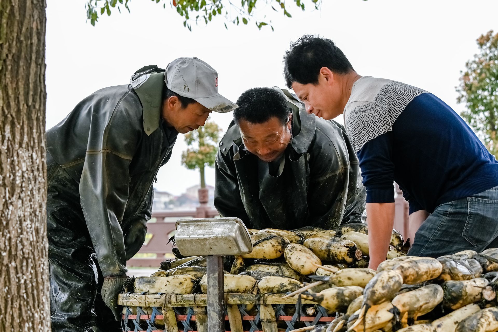 南漳挖藕种藕时泥里淘金忙