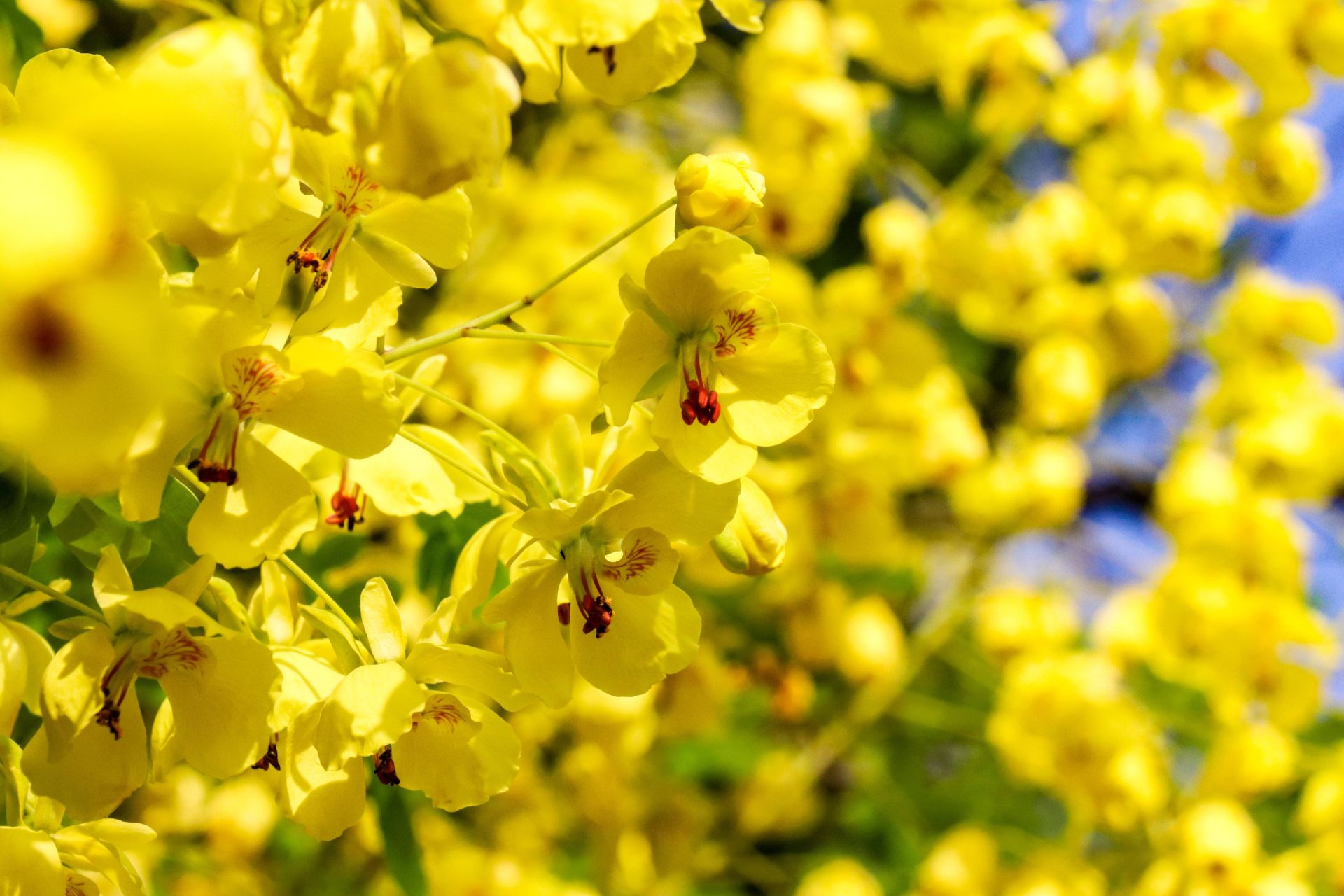 湖北南漳开一簇花见一场春