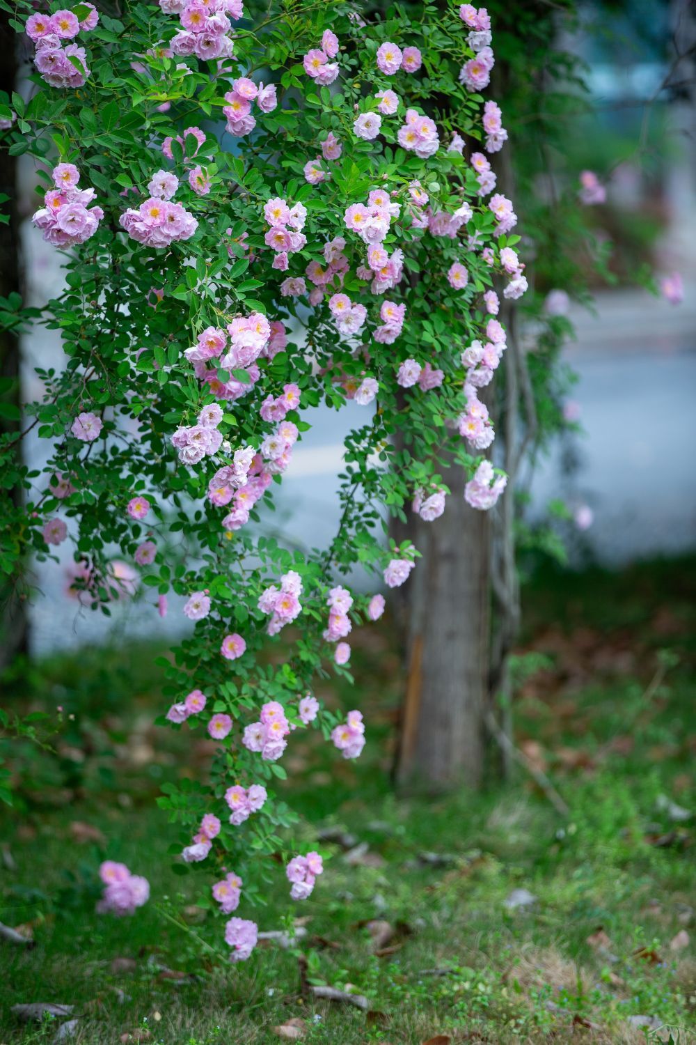湖北南漳满树蔷薇一城香