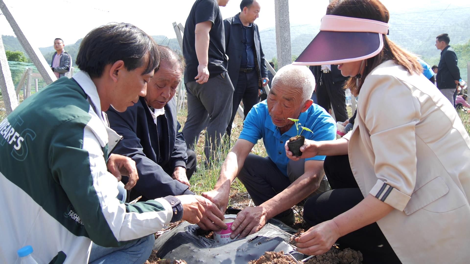 南漳縣東鞏鎮吊瓜種植走出產業發展新路