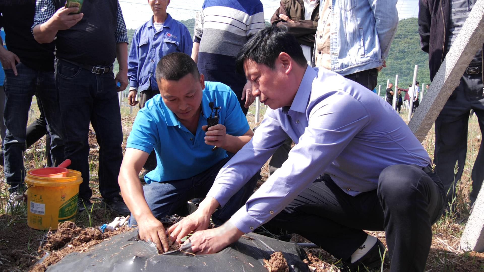 南漳县东巩镇吊瓜种植走出产业发展新路