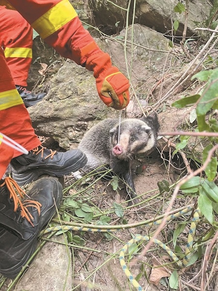 【热点关注】被捕兽夹夹住动弹不得 郧西消防解救猪獾_云上南漳