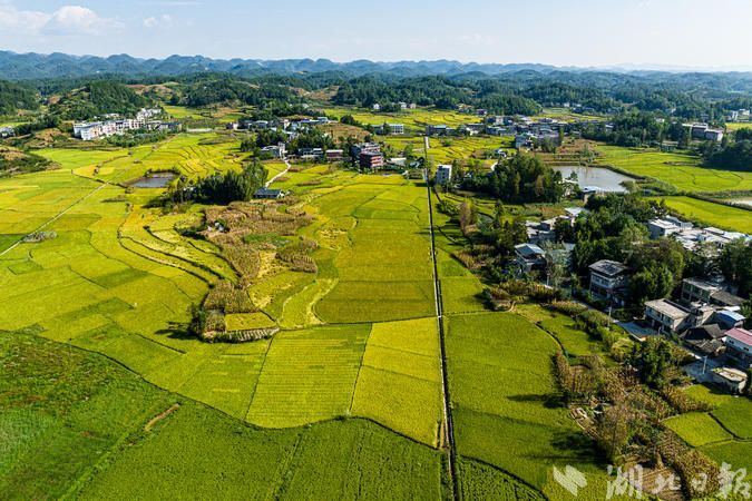 湖北日报客户端讯(利川频道记者卢华 摄影师 冉建秀)近年来,南坪乡