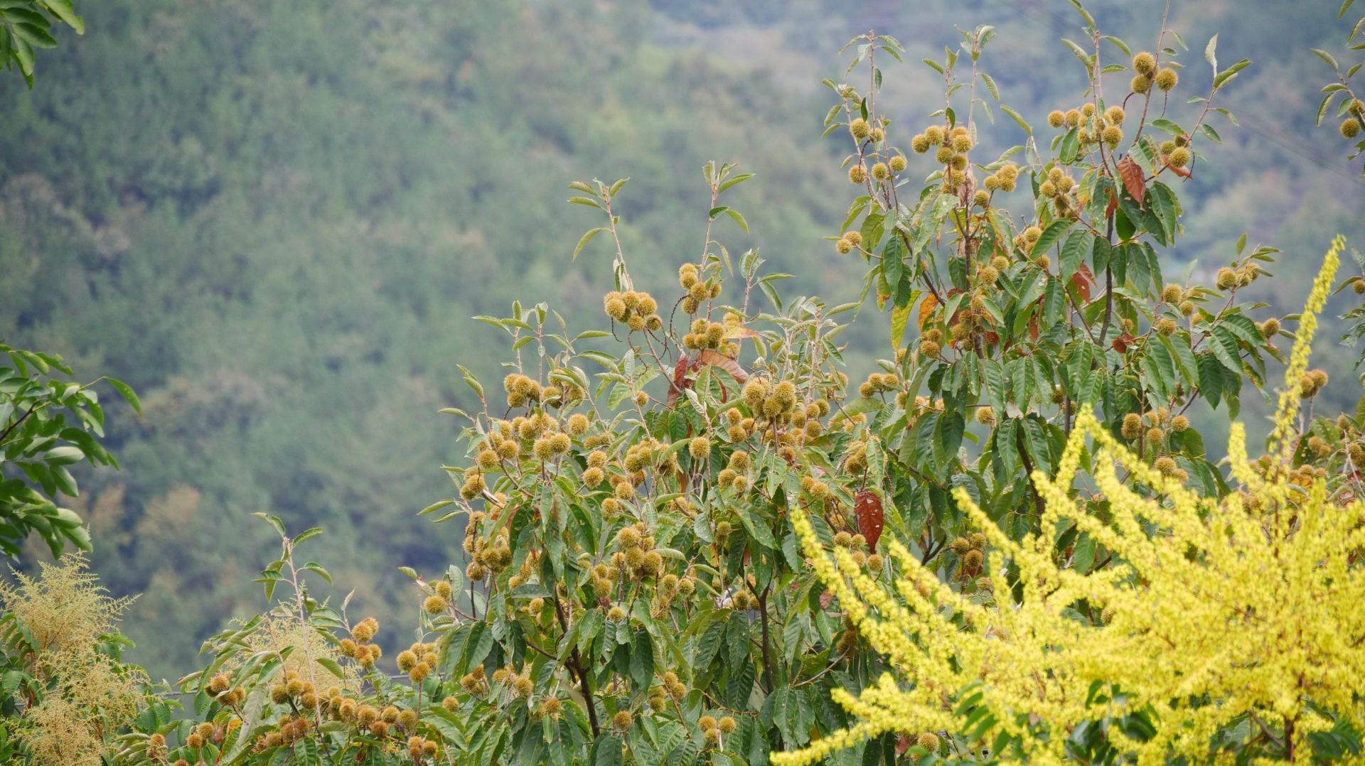 湖北南漳一年一度秋光好正是板栗丰收时