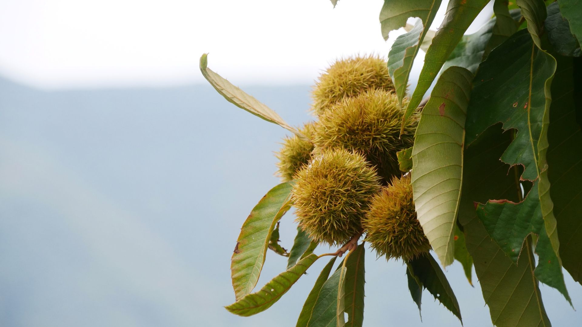 湖北南漳一年一度秋光好正是板栗丰收时