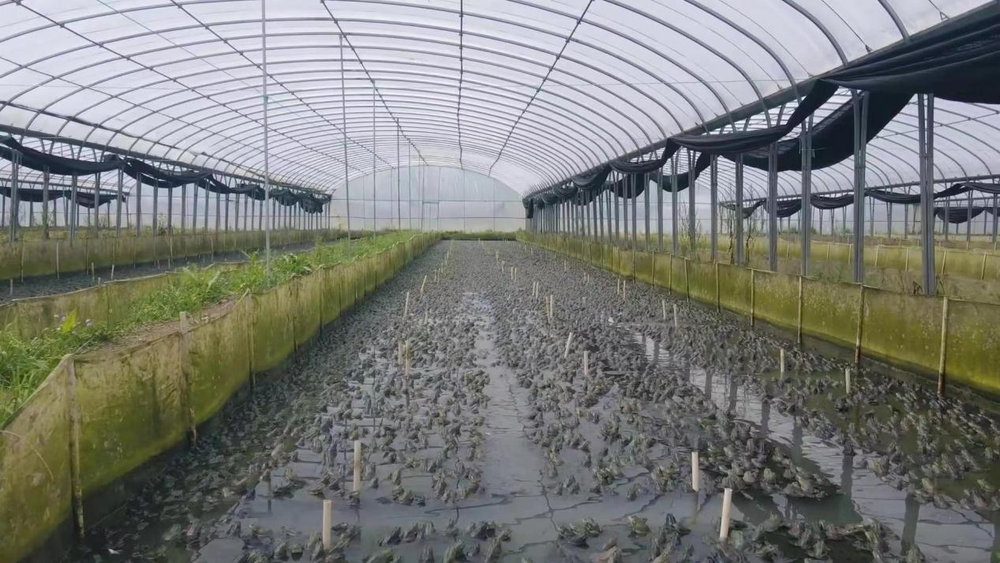建成温棚牛蛙养殖基地和养殖尾水处理池50亩,年产成蛙700多万斤,预计