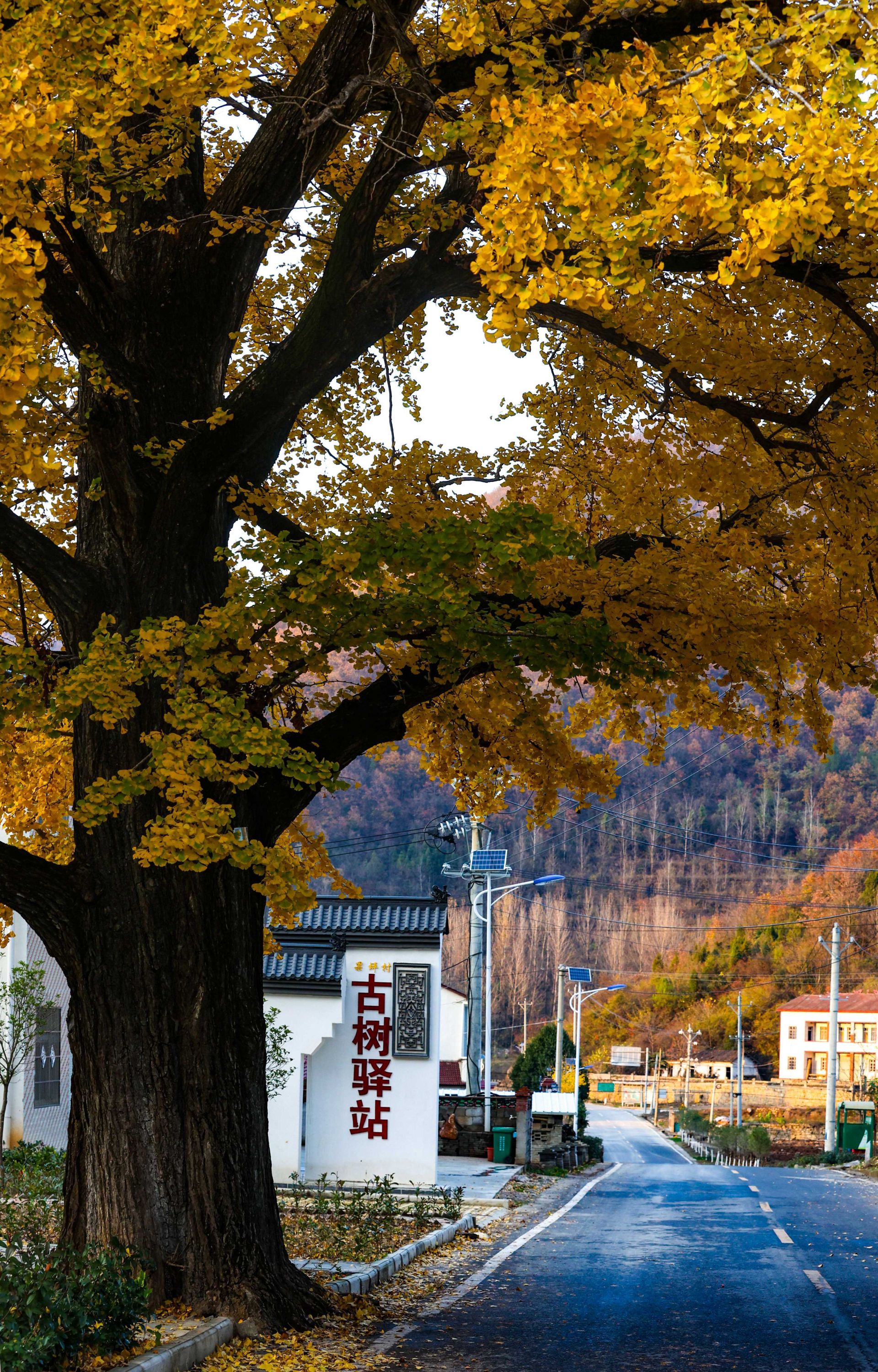 【荆楚画卷·乡村进行曲】湖北南漳:繁枝高拂九霄霜_云上南漳
